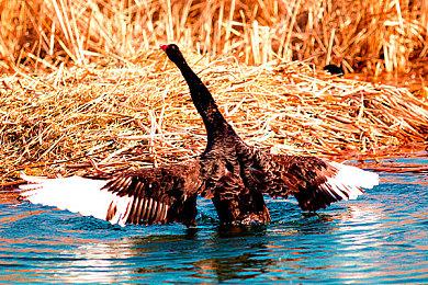 MMORPG《寻路者》因更换发行商而暂时从Steam平台下架